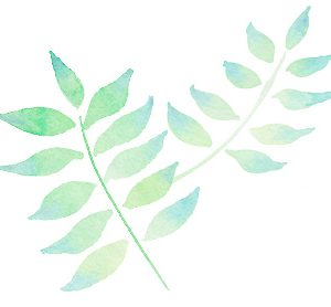 Groene bladeren als achtergrondafbeelding bij de aktie reservatie Makkelijke Moestuin mix en andere produkten in feb 2024
