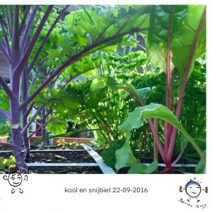 Snijbiet en kool met prachtige stelen in Berries tuin